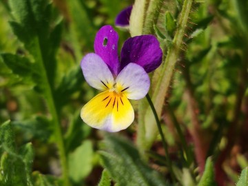 Fiołek trójbarwny (Viola tricolor), <p>fot. Sebastian Piskorski</p>